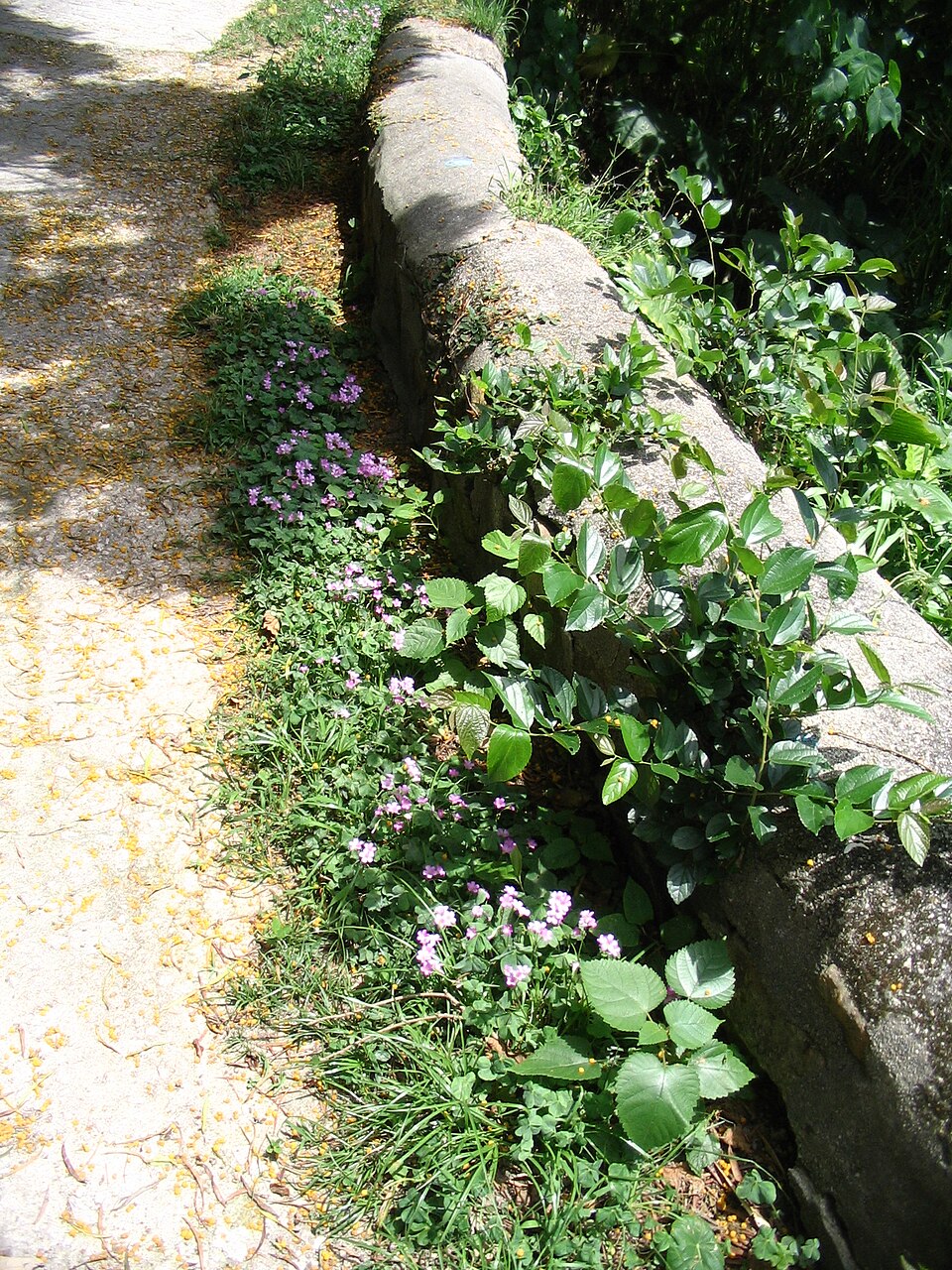 Oxalis debilis (Largeflower pink-sorrel)