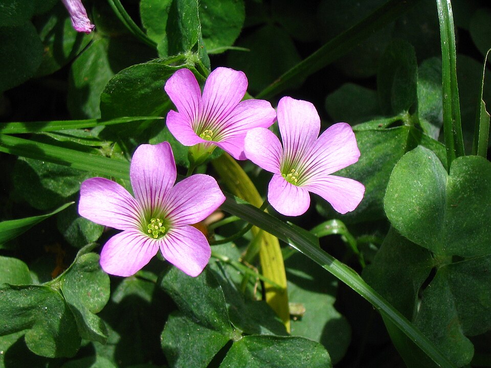 Oxalis debilis (Largeflower pink-sorrel)