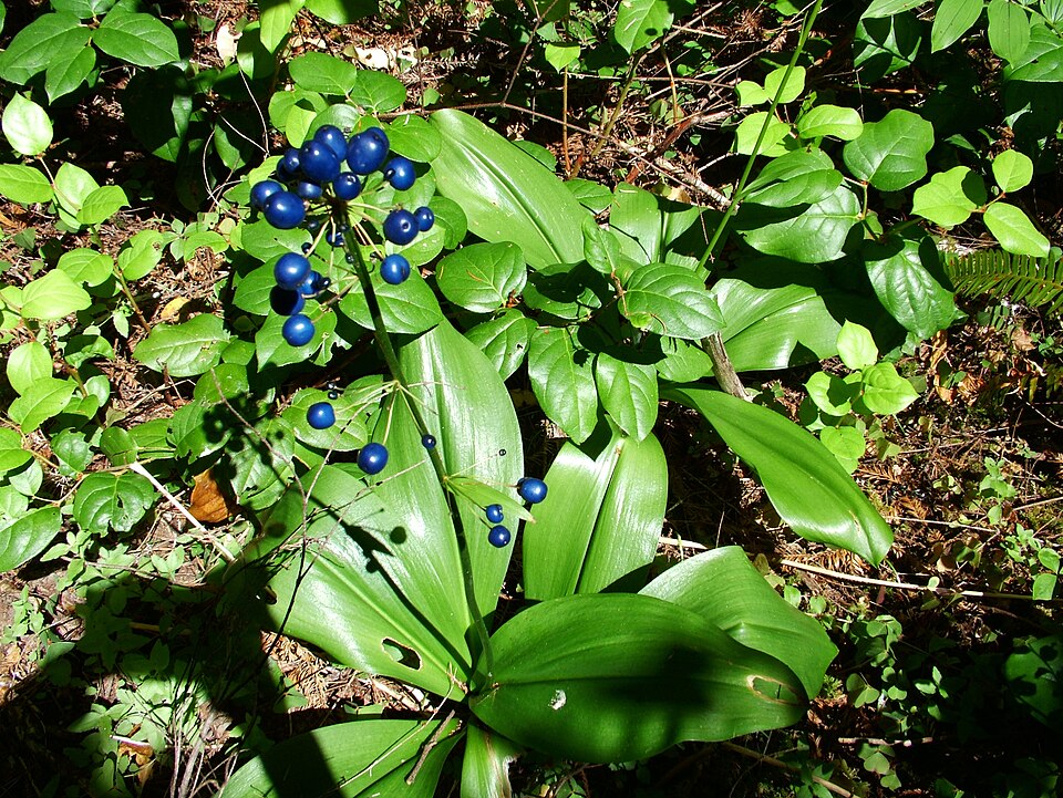 Clintonia andrewsiana (Andrews' Clintonia) (alternate view 6)