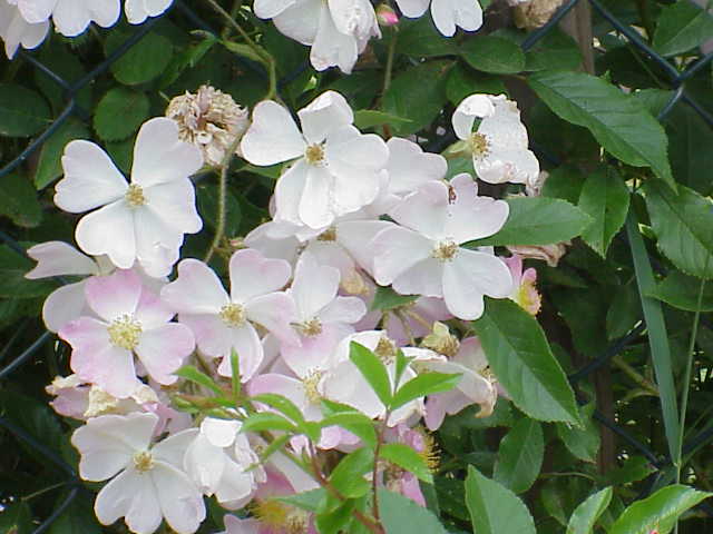 Rosa 'Francis E. Lester' (Francis E. Lester Rose)