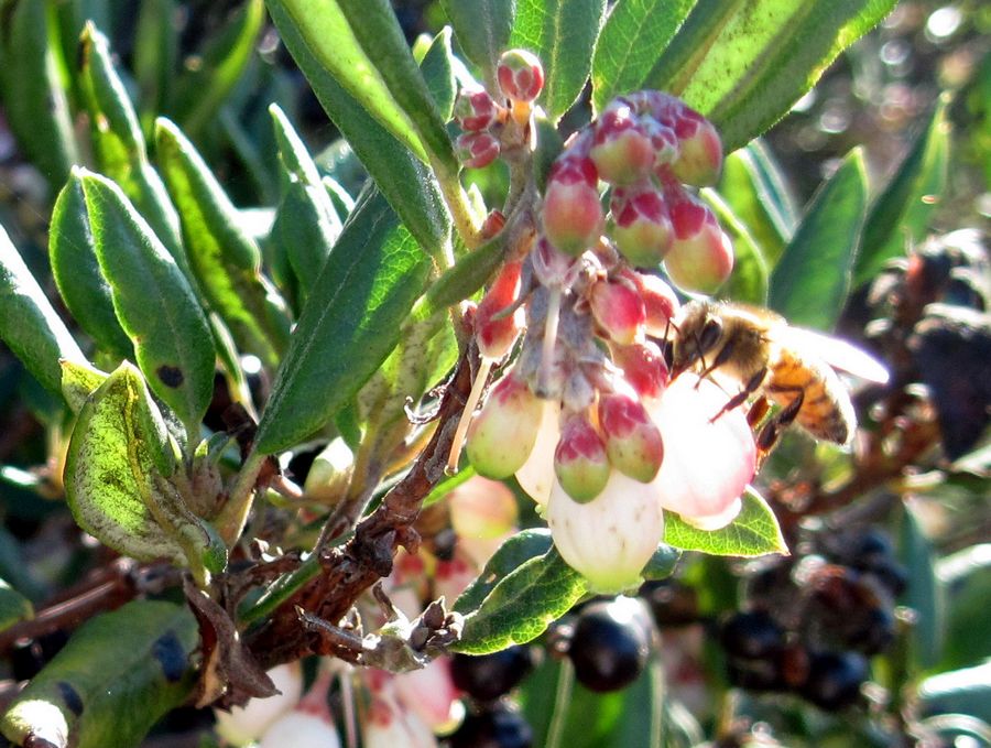 Xylococcus bicolor (mission manzanita) (alternate view 10)