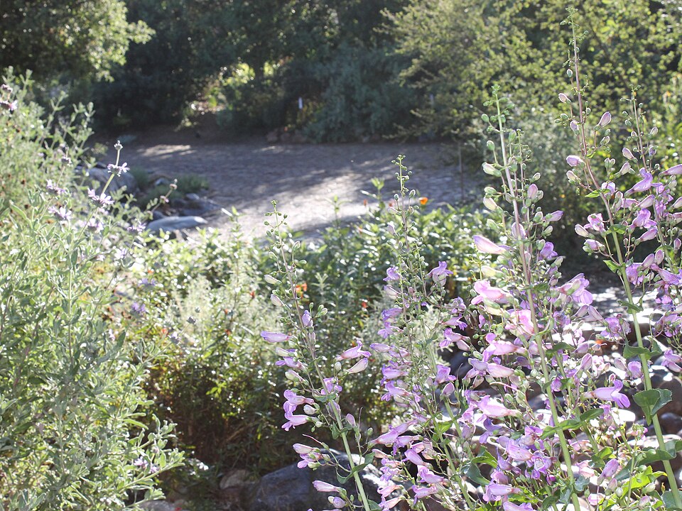 Penstemon spectabilis (Showy Penstemon) (alternate view 9)