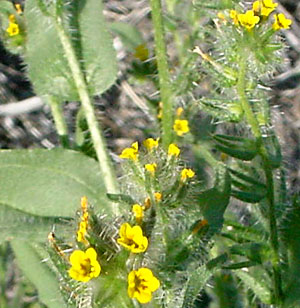 Amsinckia tessellata (Bristly Fiddleneck) (alternate view 6)