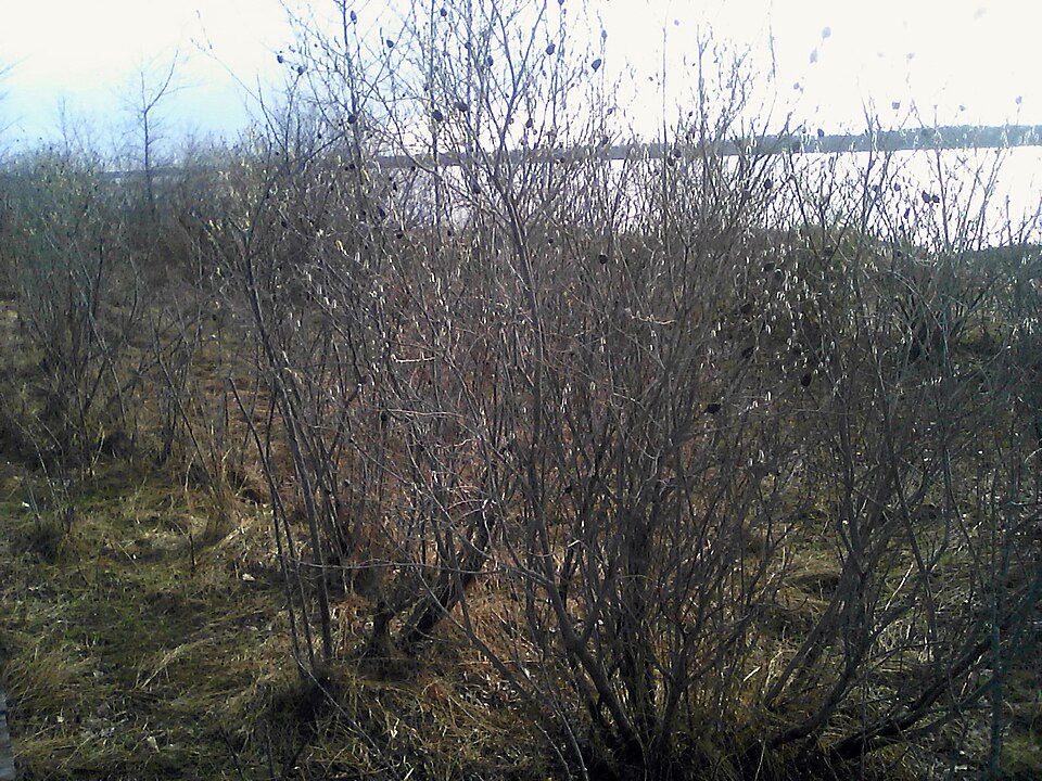 Salix discolor (White Pussy Willow) (alternate view 7)