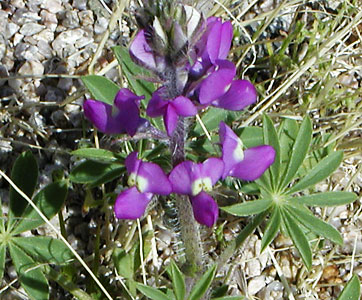 Lupinus arizonicus (Arizona lupine) (alternate view 6)