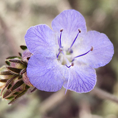 Phacelia distans (distant phacelia)