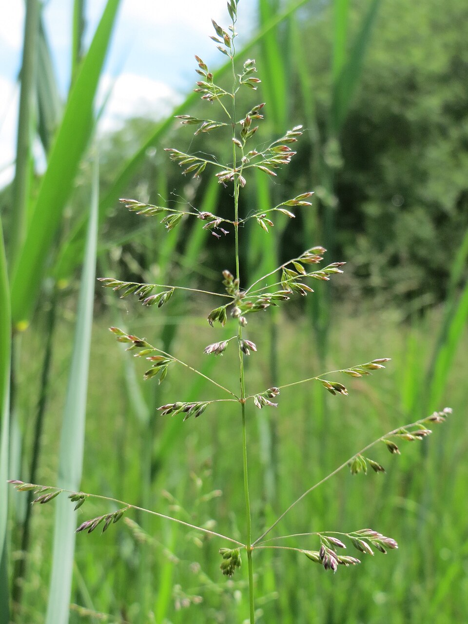 Poa trivialis (Rough Meadow-grass)