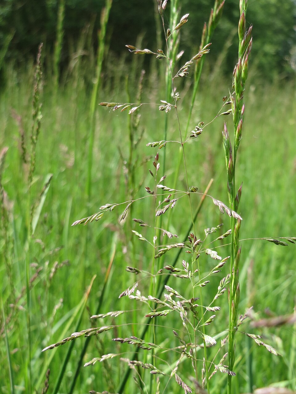 Poa trivialis (Rough Meadow-grass)