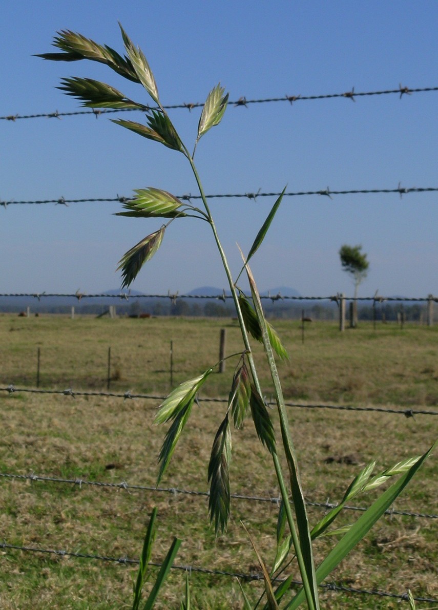 Bromus catharticus (Rescue Brome) (alternate view 4)