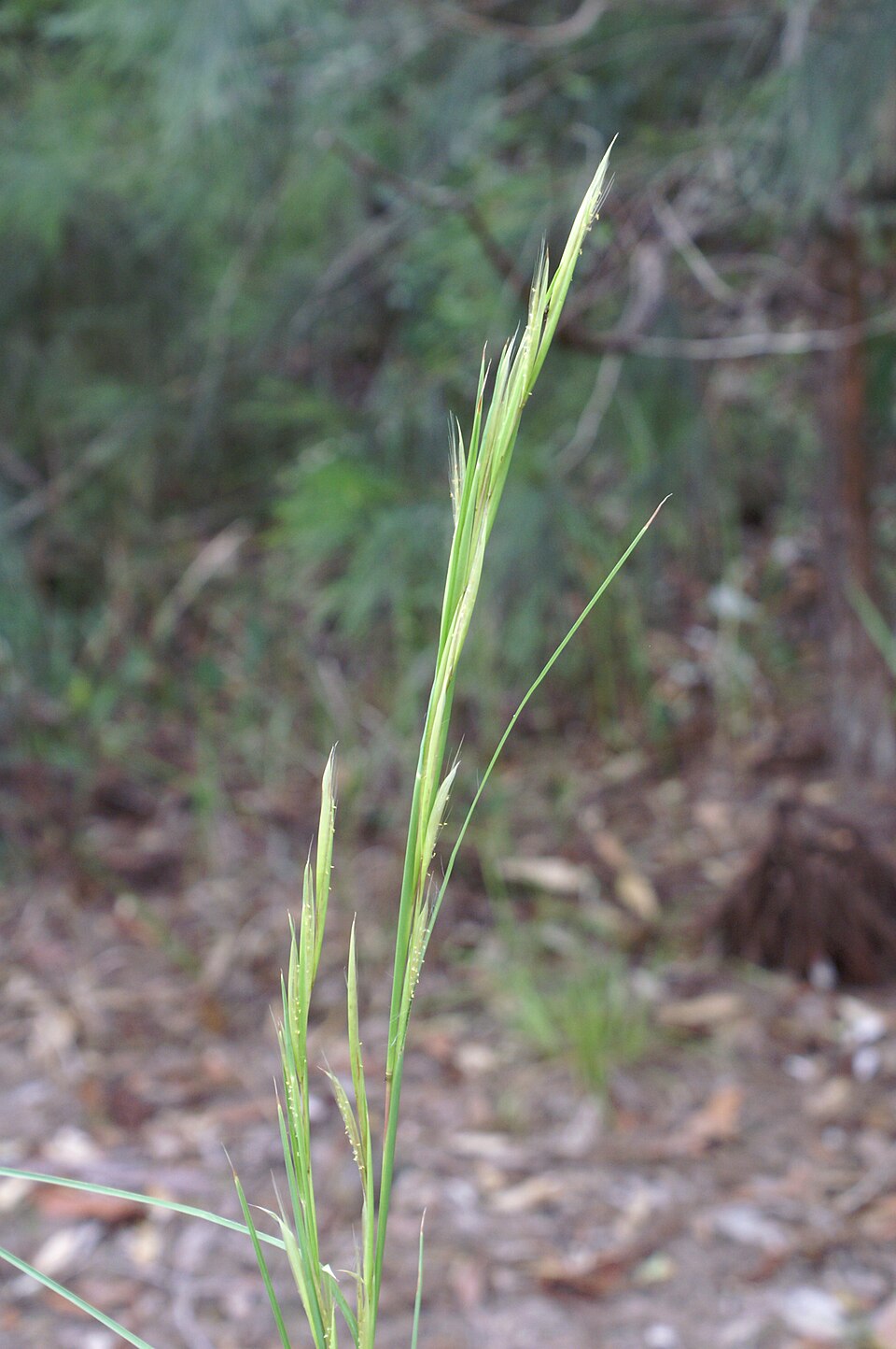 Andropogon virginicus (Broomsedge Bluestem)