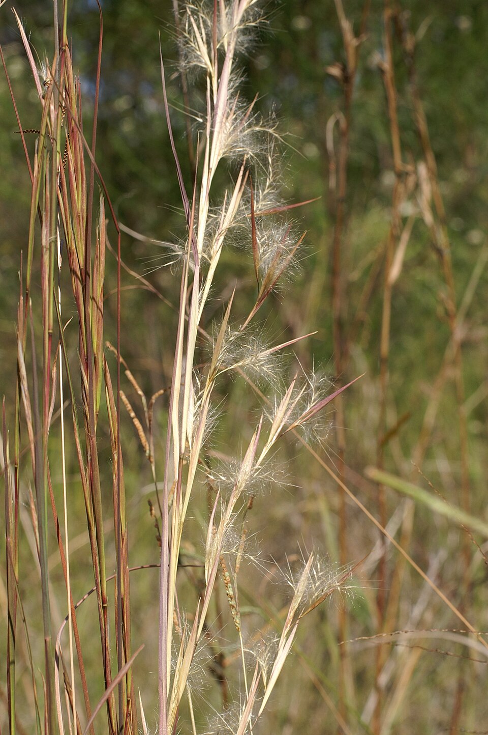 Andropogon virginicus (Broomsedge Bluestem)