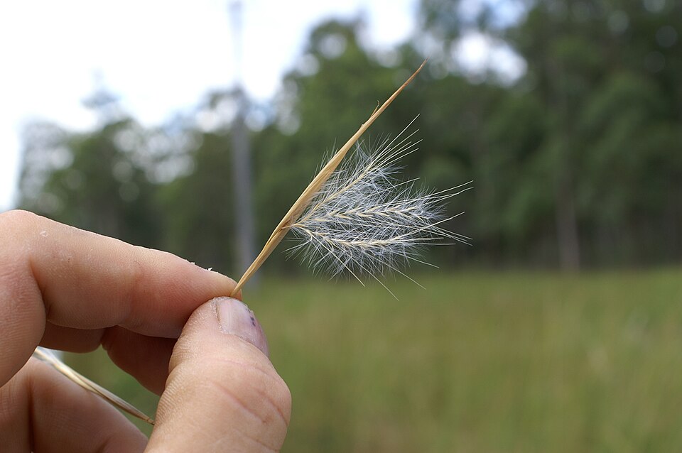 Andropogon virginicus (Broomsedge Bluestem)