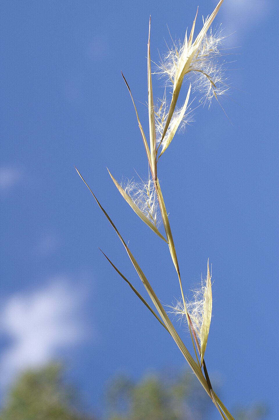 Andropogon virginicus (Broomsedge Bluestem)