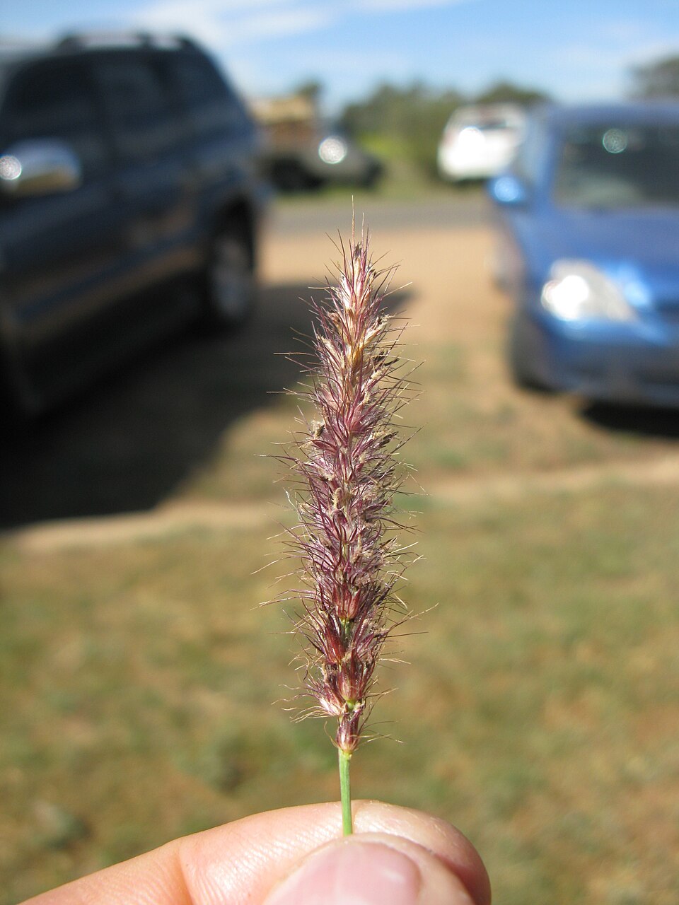 Cenchrus ciliaris (buffelgrass) (alternate view 8)