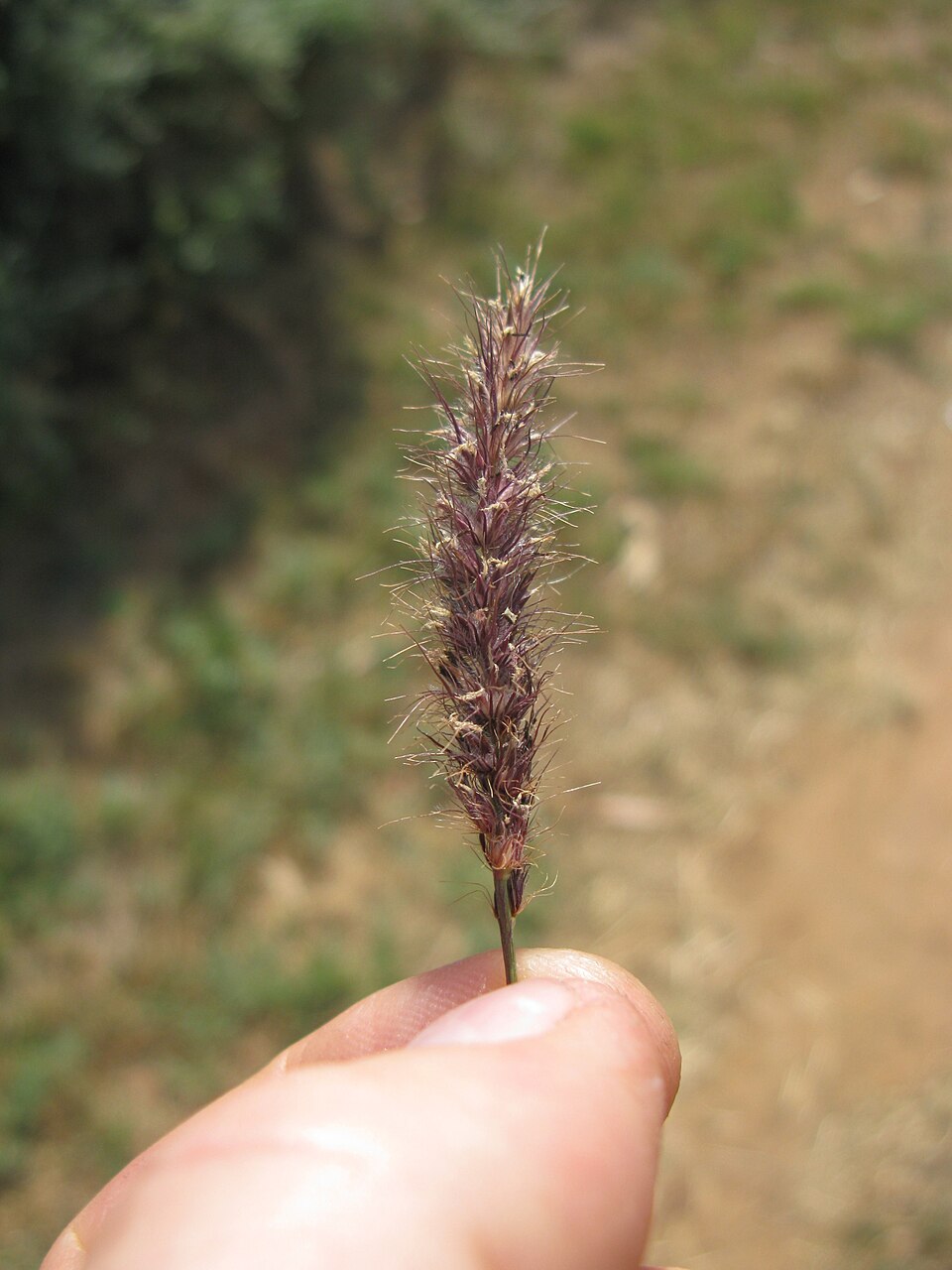Cenchrus ciliaris (buffelgrass) (alternate view 9)