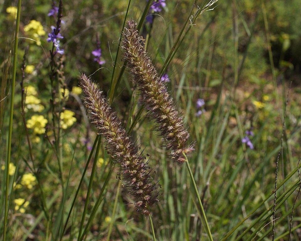 Cenchrus ciliaris (buffelgrass) (alternate view 10)