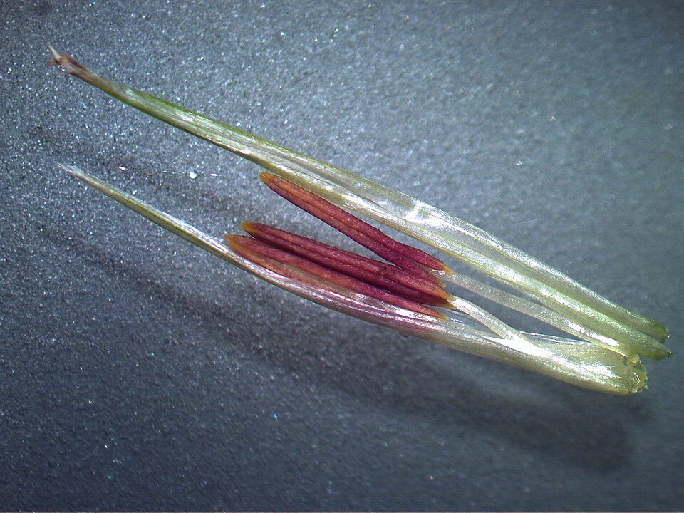 Cenchrus clandestinus (Kikuyu Grass) (alternate view 5)