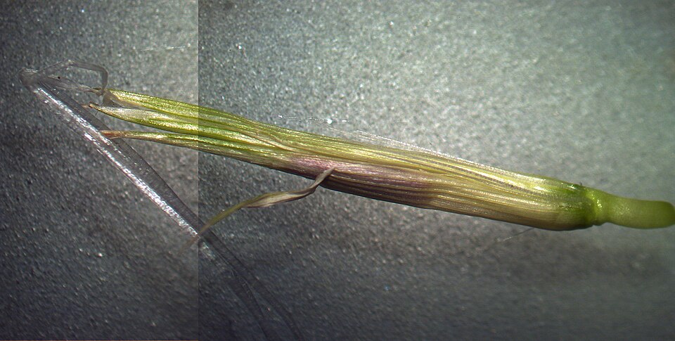 Cenchrus clandestinus (Kikuyu Grass) (alternate view 6)