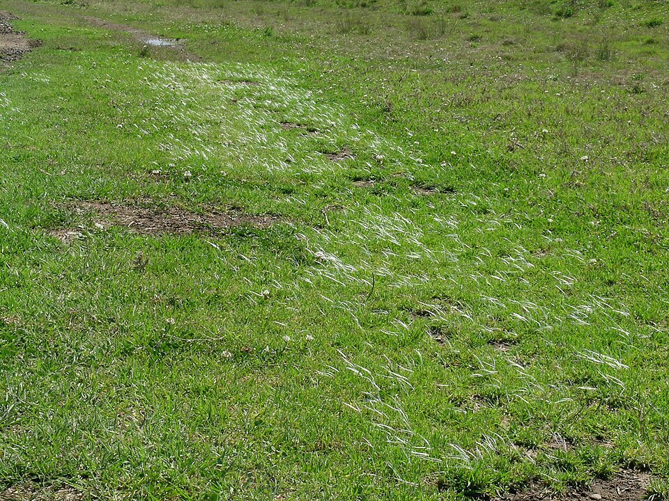 Cenchrus clandestinus (Kikuyu Grass) (alternate view 7)