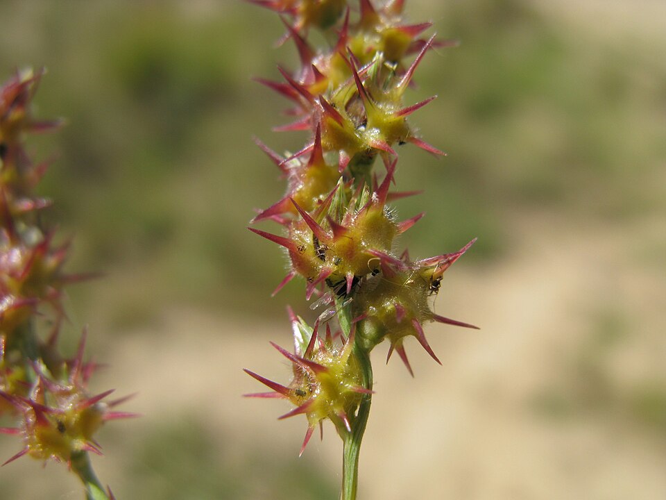 Cenchrus spinifex (coastal sandbur) (alternate view 8)