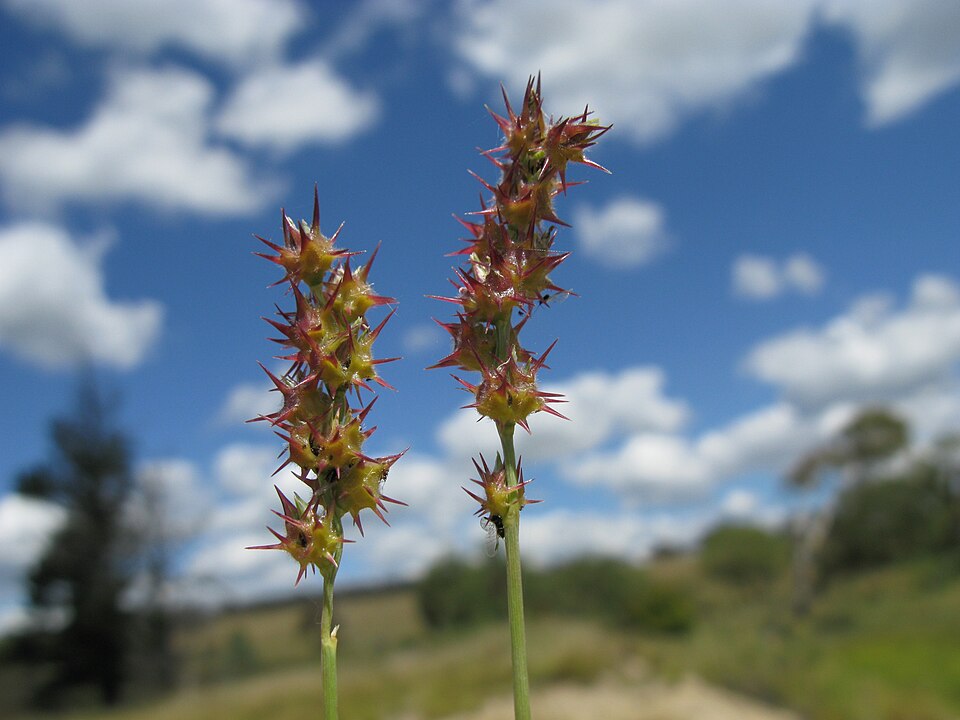Cenchrus spinifex (coastal sandbur) (alternate view 9)