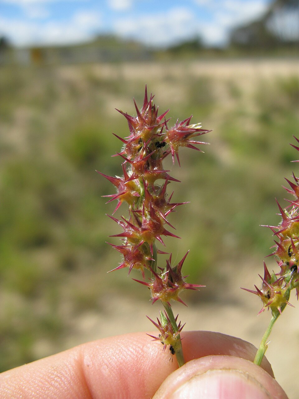Cenchrus spinifex (coastal sandbur) (alternate view 10)