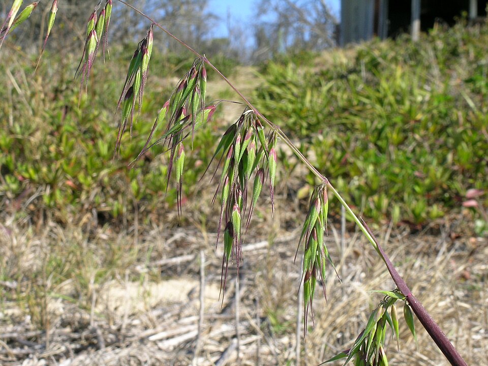Ehrharta longiflora (longflower veldtgrass) (alternate view 2)