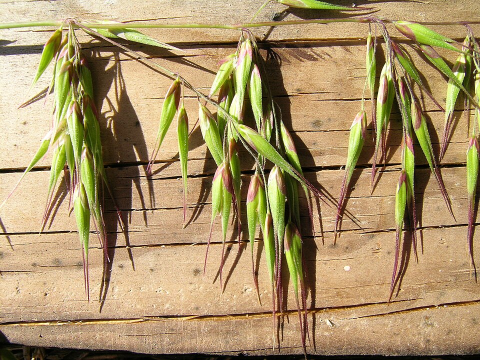 Ehrharta longiflora (longflower veldtgrass) (alternate view 3)