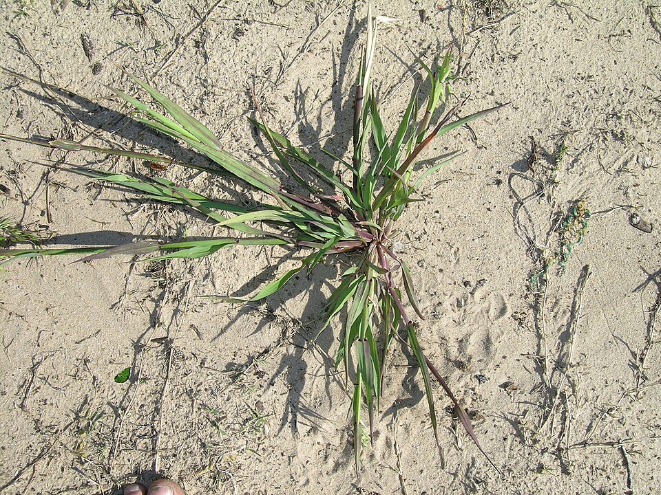 Ehrharta longiflora (longflower veldtgrass) (alternate view 4)