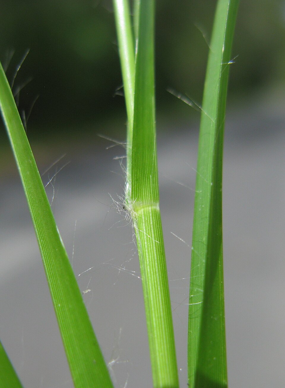 Eleusine indica (Goose Grass) (alternate view 9)