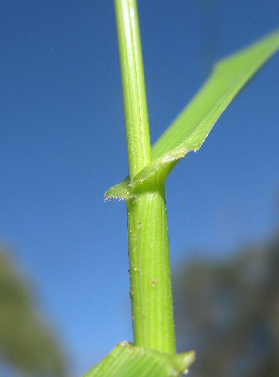Lolium arundinaceum (tall fescue)