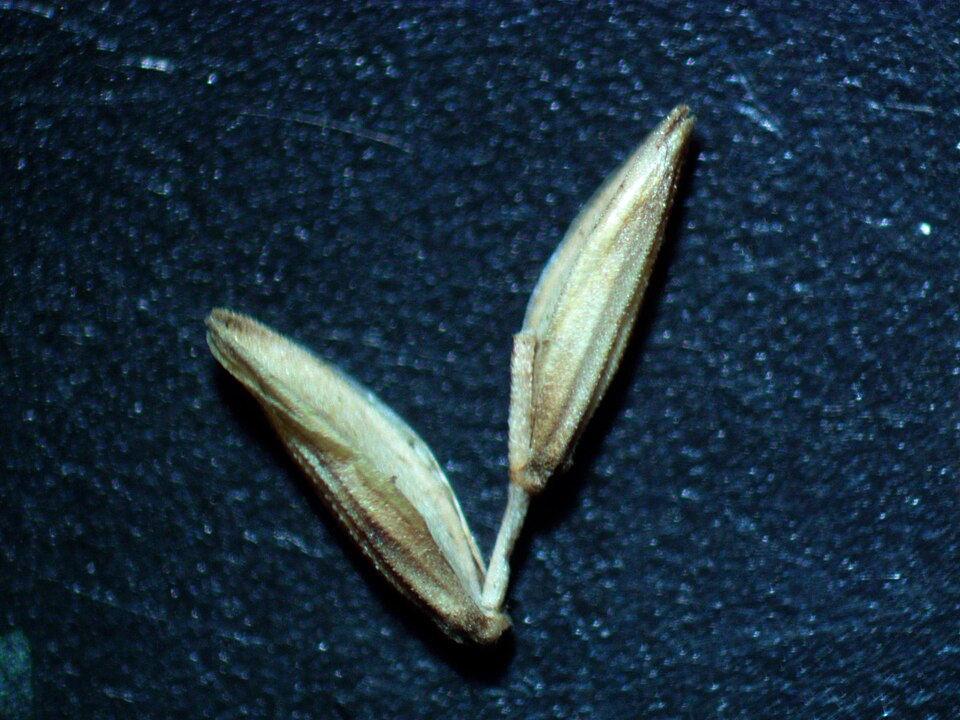 Glyceria maxima (reed meadowgrass)