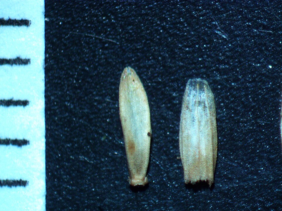 Glyceria maxima (reed meadowgrass)