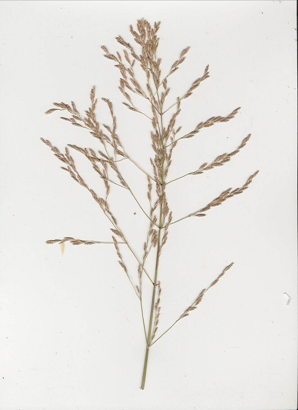 Glyceria maxima (reed meadowgrass)