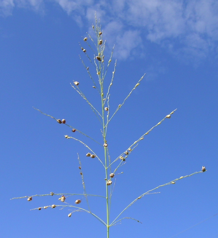 Megathyrsus maximus (Guinea Grass) (alternate view 2)
