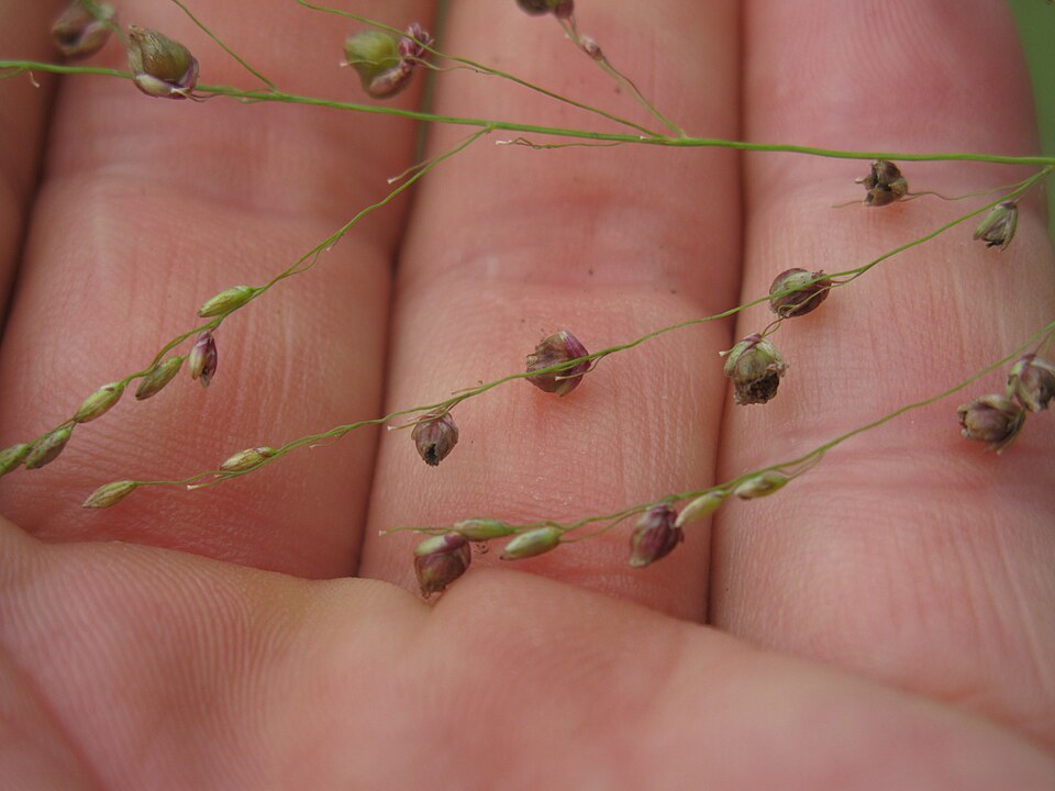 Megathyrsus maximus (Guinea Grass) (alternate view 3)