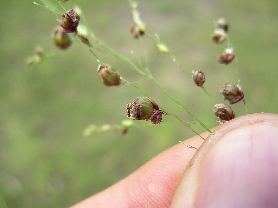 Megathyrsus maximus (Guinea Grass) (alternate view 4)
