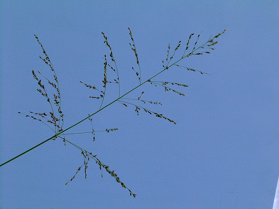 Megathyrsus maximus (Guinea Grass) (alternate view 5)
