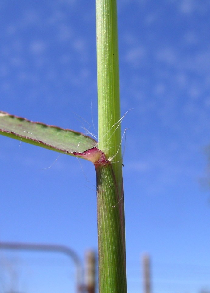 Melinis repens (Natal Grass) (alternate view 8)