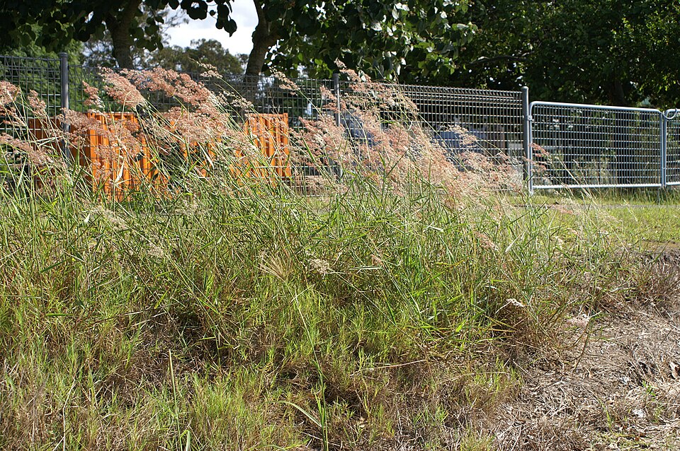 Melinis repens (Natal Grass) (alternate view 9)