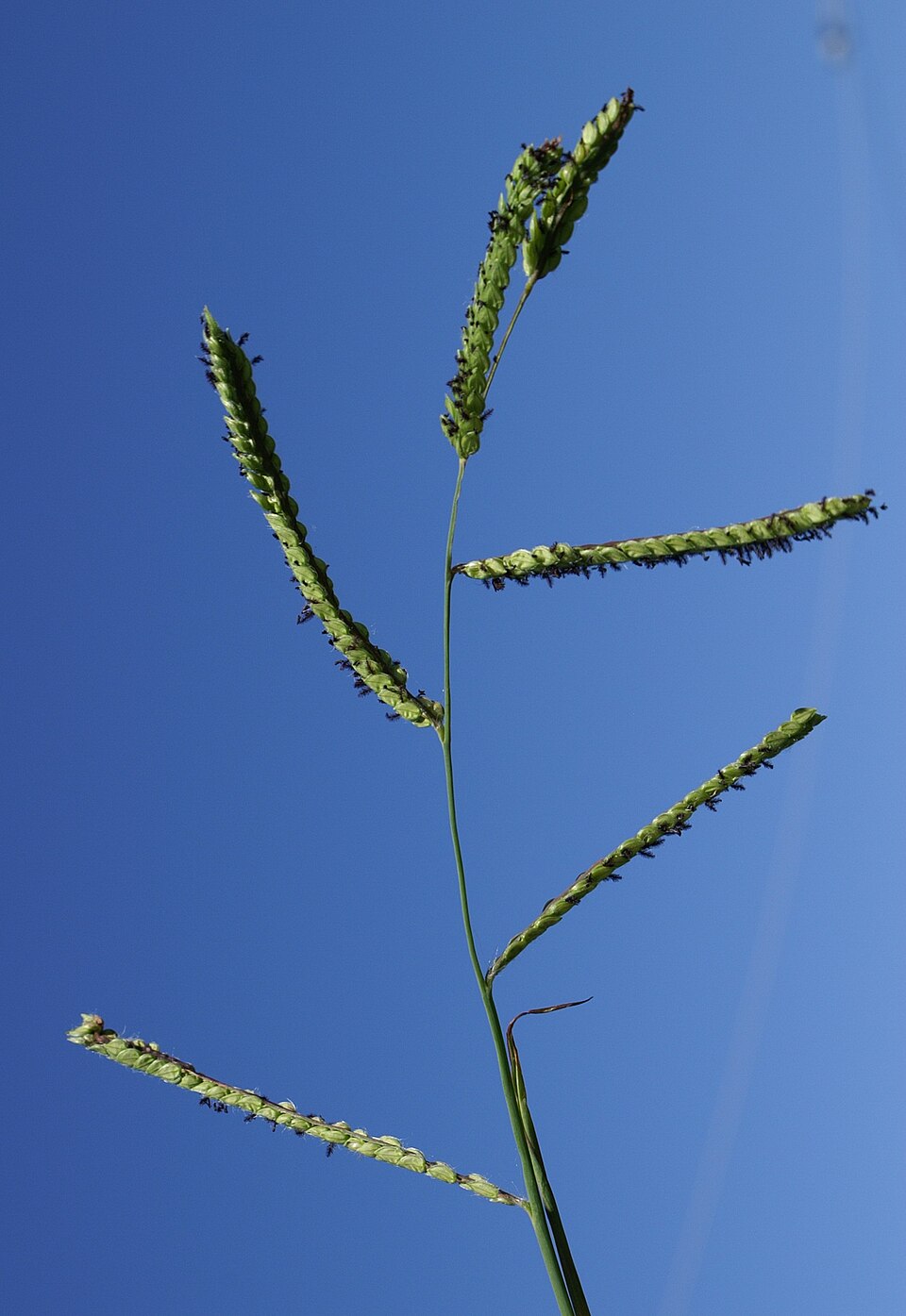 Paspalum dilatatum (Dallis grass) (alternate view 9)