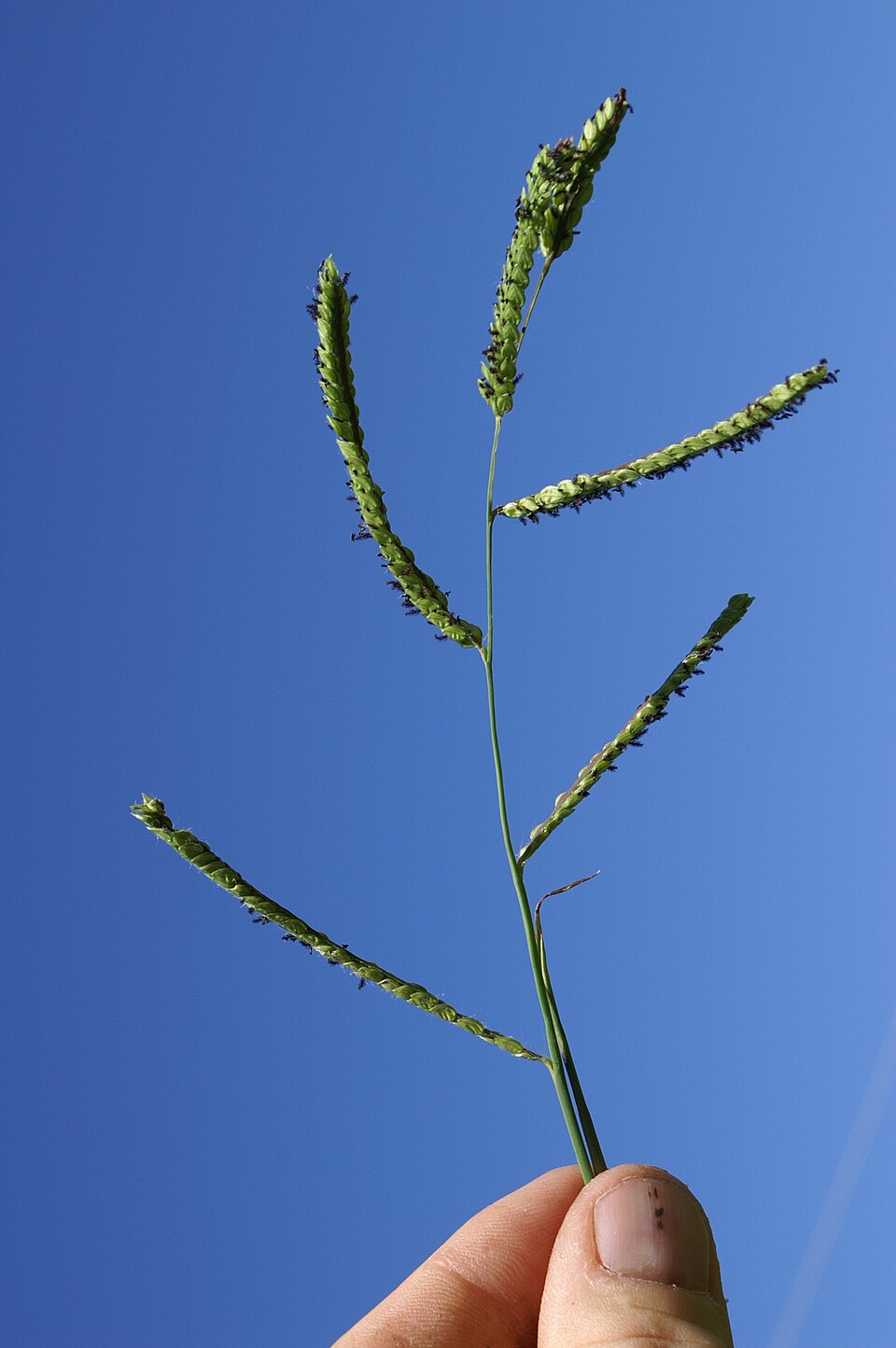 Paspalum dilatatum (Dallis grass) (alternate view 10)