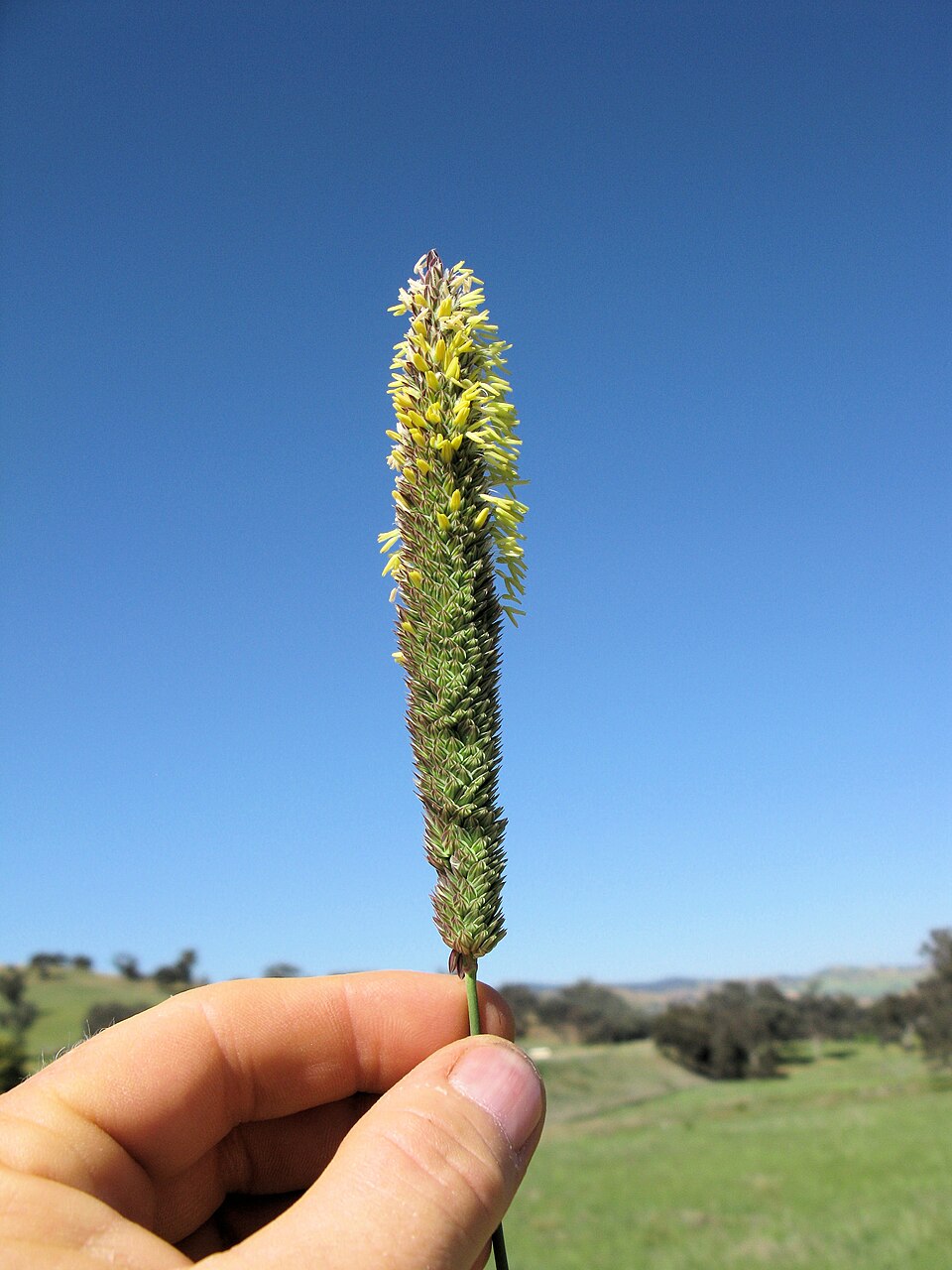 Phalaris aquatica (harding grass) (alternate view 7)