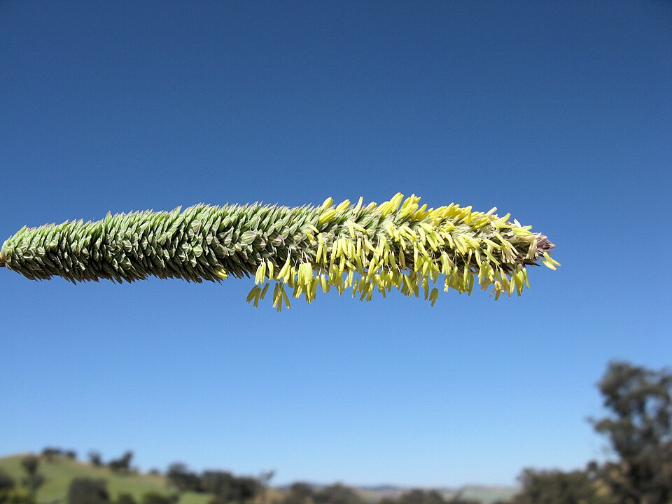 Phalaris aquatica (harding grass) (alternate view 8)