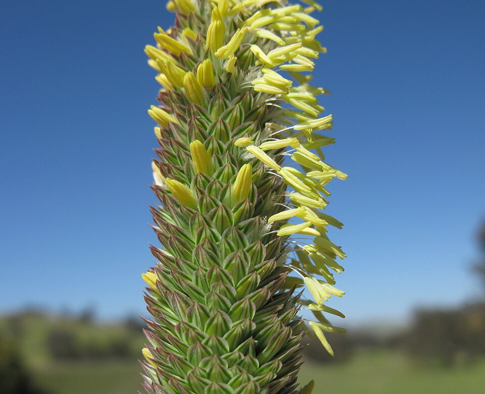 Phalaris aquatica (harding grass) (alternate view 9)