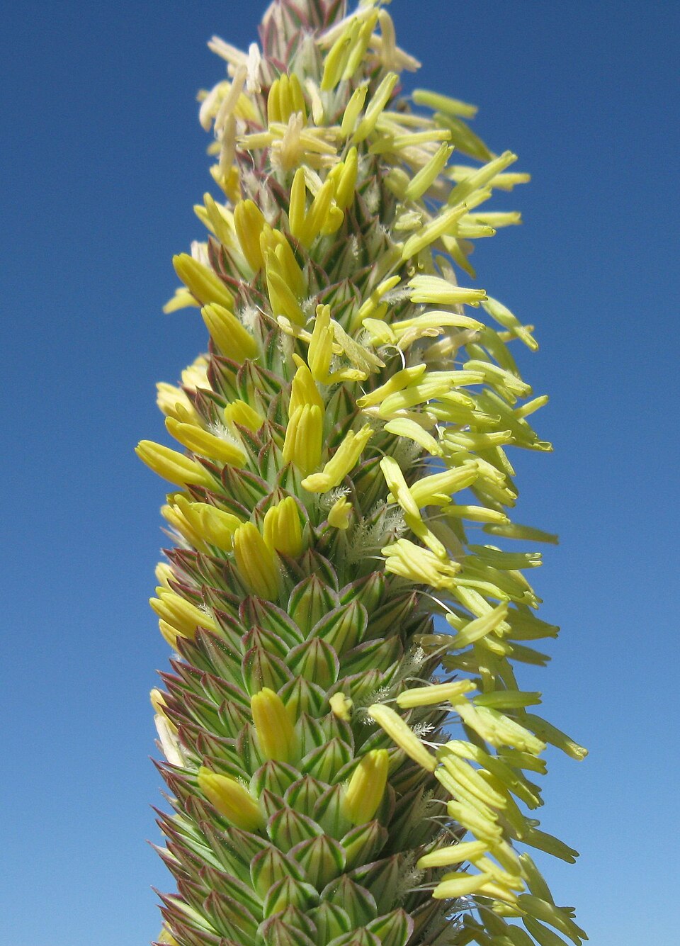 Phalaris aquatica (harding grass) (alternate view 10)