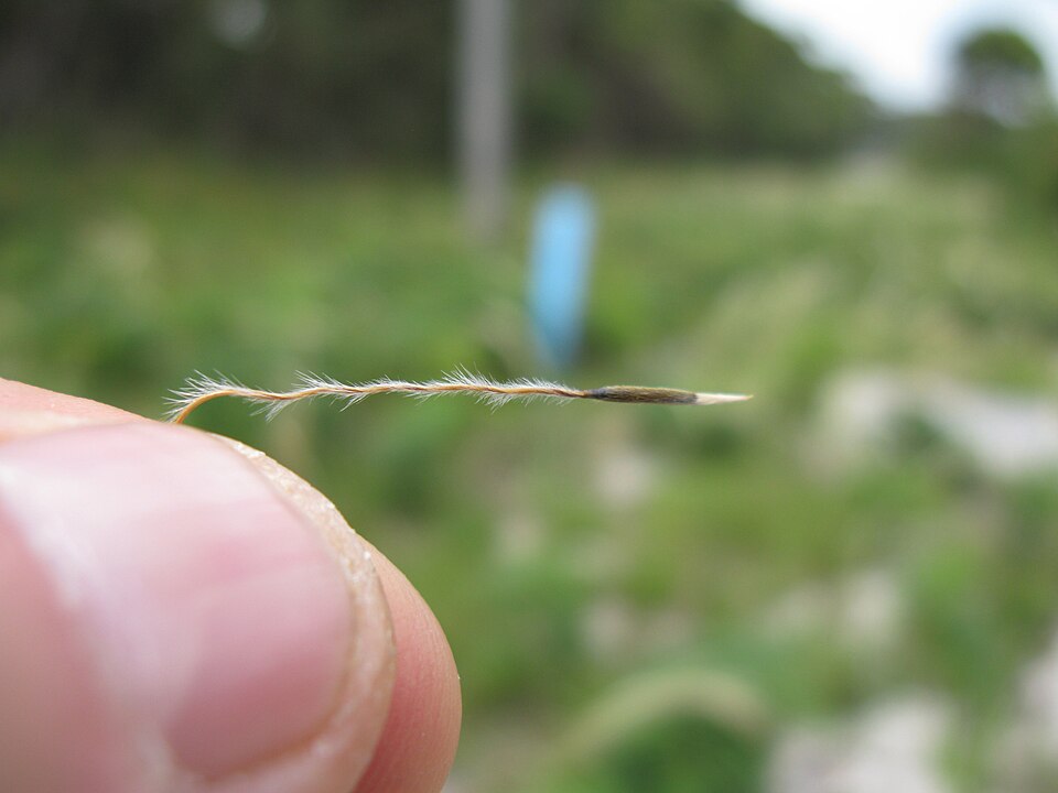 Austrostipa mollis (soft speargrass) (alternate view 8)