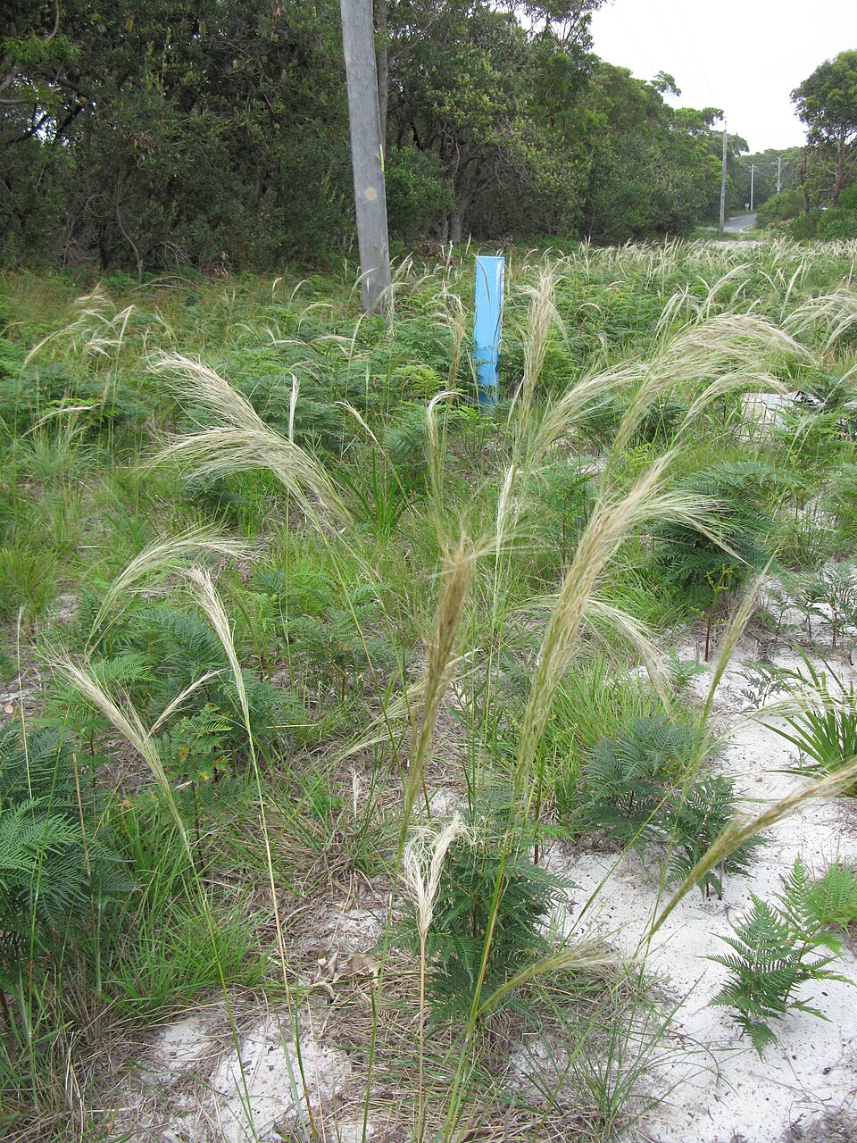 Austrostipa mollis (soft speargrass) (alternate view 9)