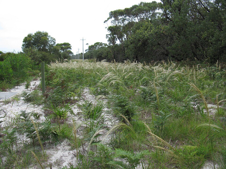 Austrostipa mollis (soft speargrass) (alternate view 10)