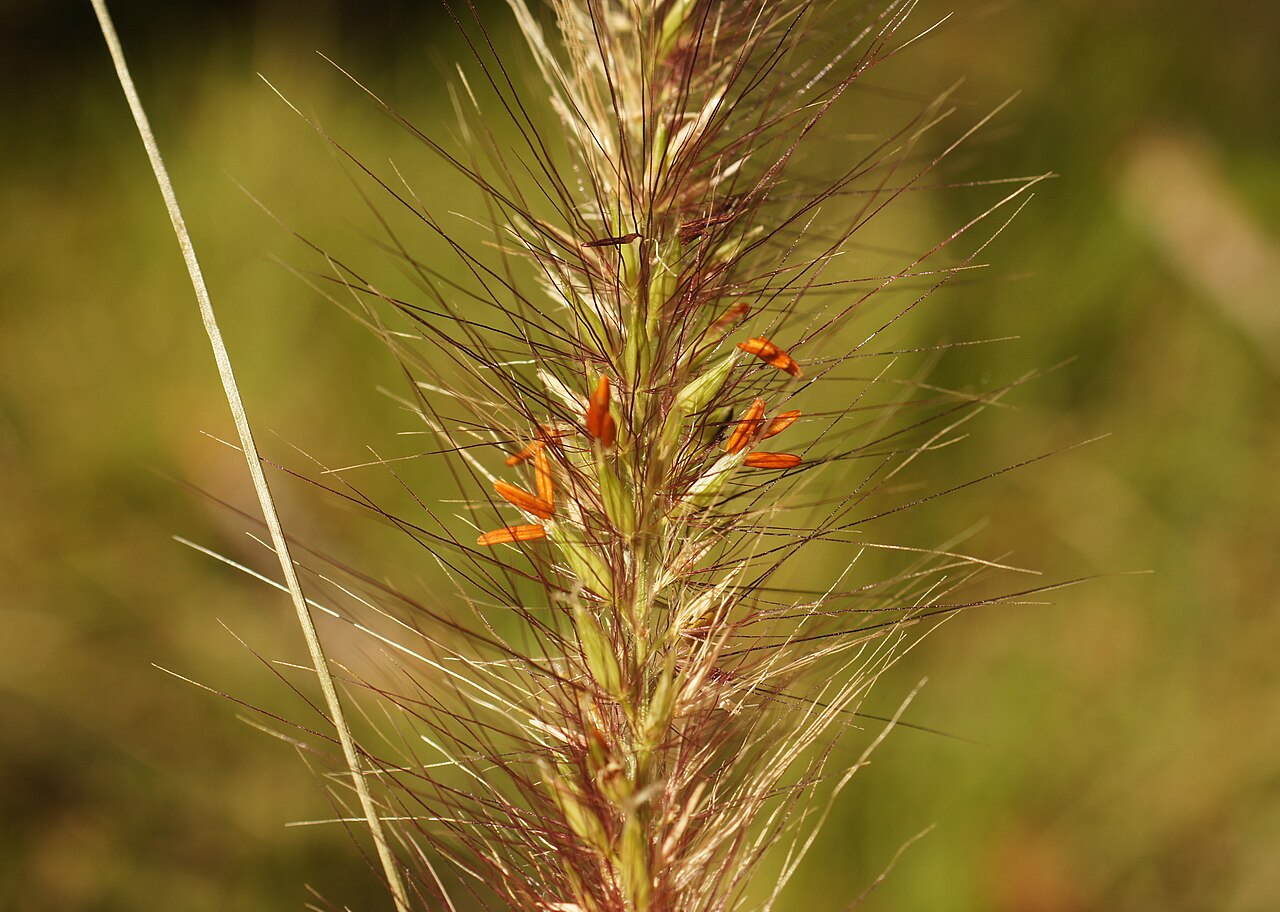 Cenchrus alopecuroides, Fountain grass — clumping deciduous (Poaceae) (image 3 of 10)